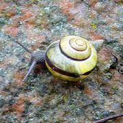 comment.user?.profileImg