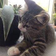 comment.user?.profileImg