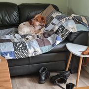 comment.user?.profileImg