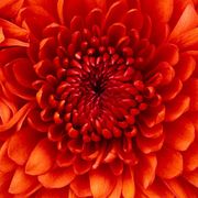 comment.user?.profileImg