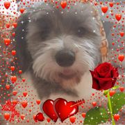 comment.user?.profileImg