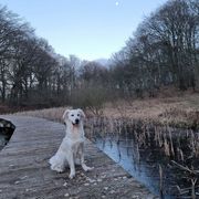 Opgaveejer for løst opgaver online