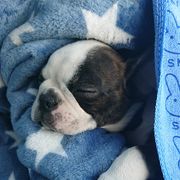 comment.user?.profileImg