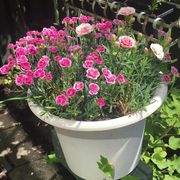 comment.user?.profileImg