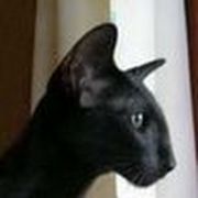 comment.user?.profileImg