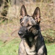 comment.user?.profileImg