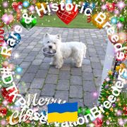 comment.user?.profileImg