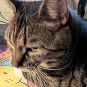 comment.user?.profileImg