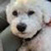 comment.user?.profileImg