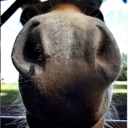 comment.user?.profileImg