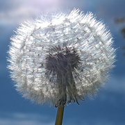 comment.user?.profileImg