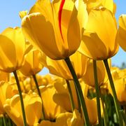 comment.user?.profileImg