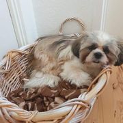 comment.user?.profileImg