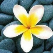 comment.user?.profileImg