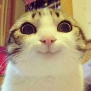 comment.user?.profileImg