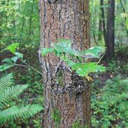 comment.user?.profileImg