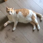 comment.user?.profileImg