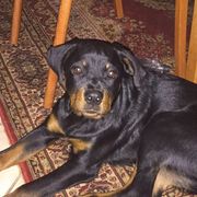 comment.user?.profileImg