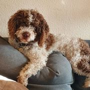 comment.user?.profileImg