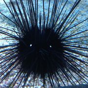 comment.user?.profileImg