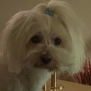 comment.user?.profileImg