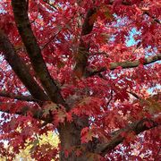 comment.user?.profileImg