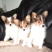 comment.user?.profileImg