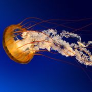 comment.user?.profileImg