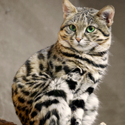 Opgaveejer for løst opgaver online