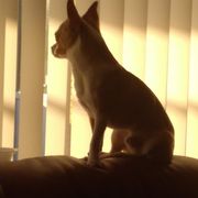 comment.user?.profileImg