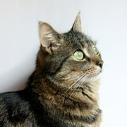 comment.user?.profileImg