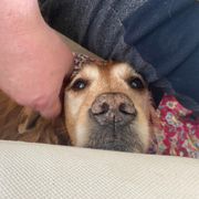 comment.user?.profileImg