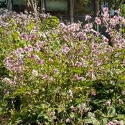 comment.user?.profileImg