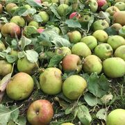 comment.user?.profileImg