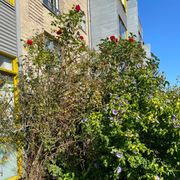 comment.user?.profileImg