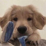 comment.user?.profileImg