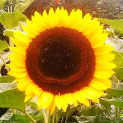 comment.user?.profileImg