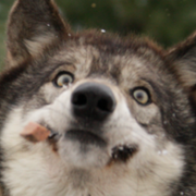 comment.user?.profileImg