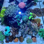 comment.user?.profileImg