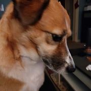 comment.user?.profileImg