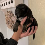 comment.user?.profileImg