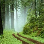 comment.user?.profileImg