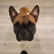 comment.user?.profileImg