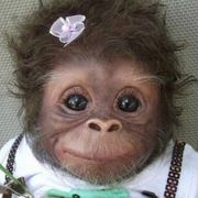 Opgaveejer for løst opgaver online