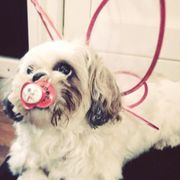 comment.user?.profileImg