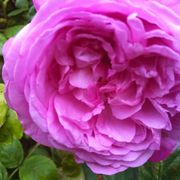 Opgaveejer for løst opgaver online