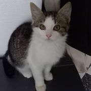 comment.user?.profileImg