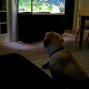 comment.user?.profileImg