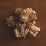 comment.user?.profileImg