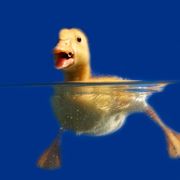 comment.user?.profileImg